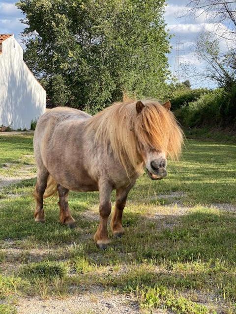 Masia Can Rovira - Esc1852 San Lorenzo de Hortóns エクステリア 写真